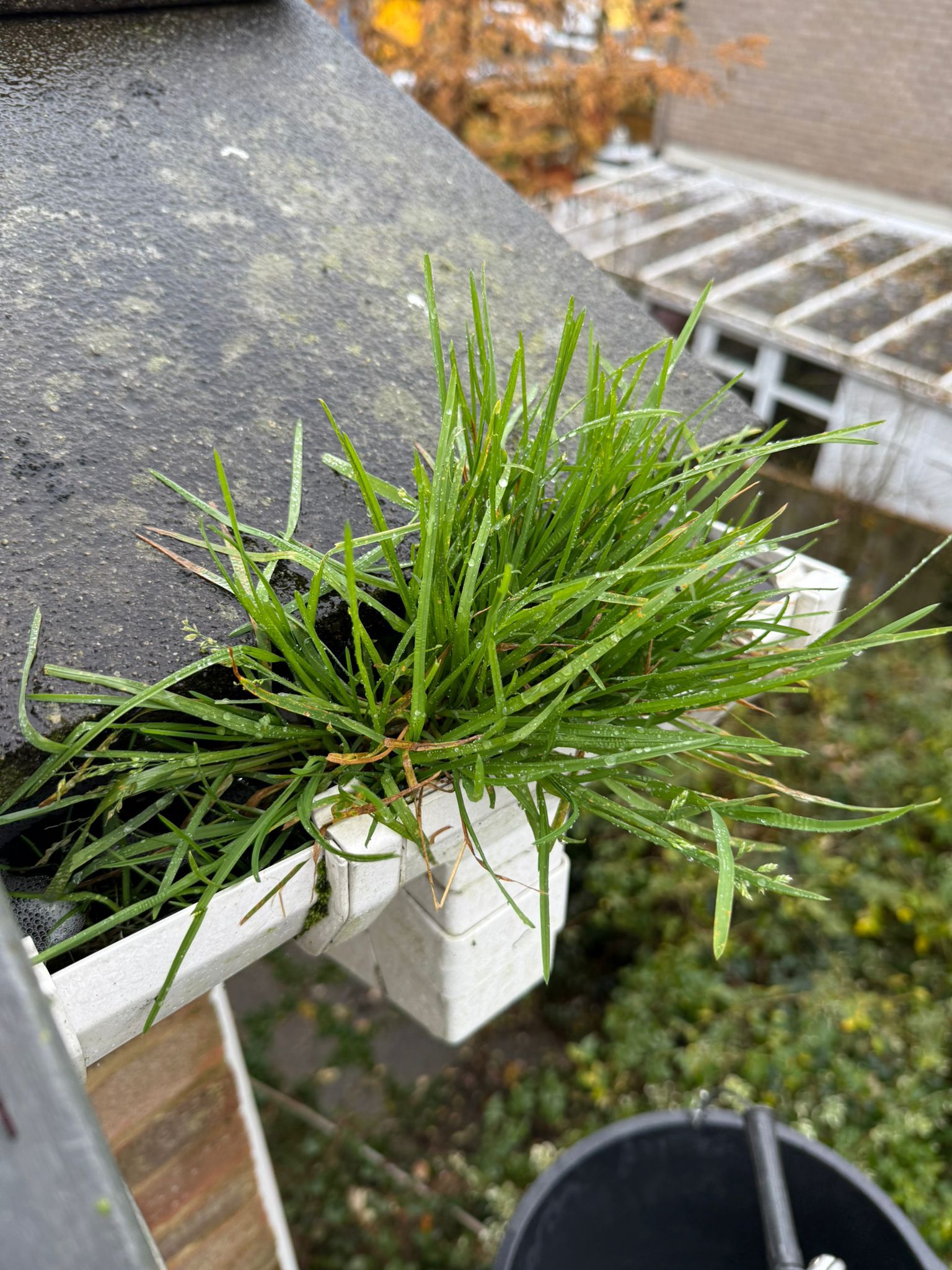 Blocked gutter downpipe in Bromham